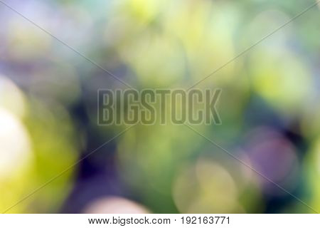 Bokeh against a background of nature in a green sunny day
