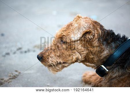 Sad dog welsh terrier with a collar on the sea sand