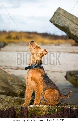 Proud welsh terrier dog looking to the top on the coast of the White Sea
