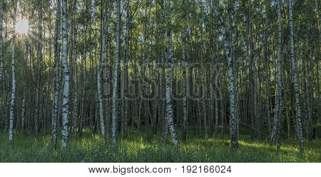 Birch tree forest in sunny spring nice evening