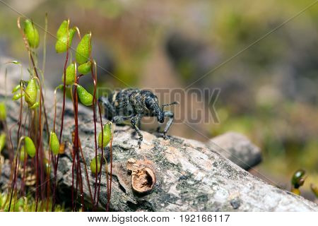 Weevil closeup with great eyes Green moss