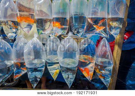 Raw of plastic bags, with different species of fishes in a market in Denpasar, Bali in Indonesia.