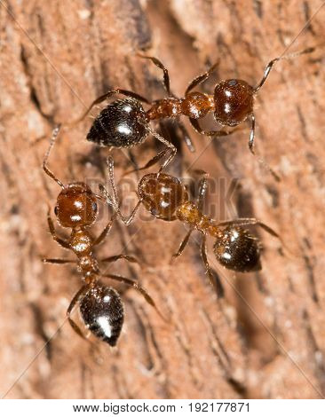 ants on wood. close up . A photo