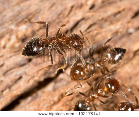 ants on wood. close up . A photo