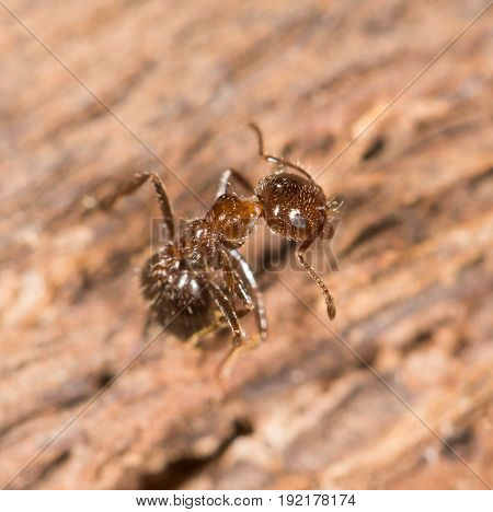 ants on wood. close up . A photo