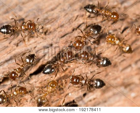ants on wood. close up . A photo