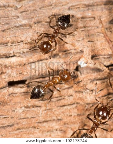 ants on wood. close up . A photo
