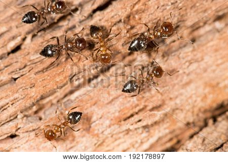 ants on wood. close up . A photo