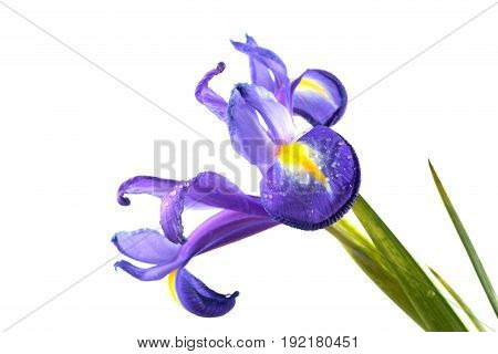 Purple iris flower on white back ground