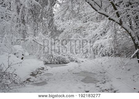 Snow-covered trees plants forest in winter filter, effect. Natural winter Christmas New Year background. Woodland snow under.
