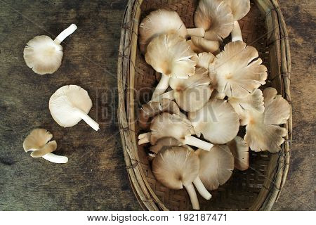 Indian Oyster, Phoenix Mushroom, Lung Oyster on wooden background