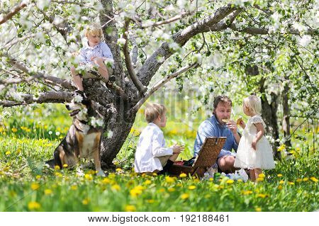 A happy young American family and their pet German Shepherd dog are sitting outside under the flowering apple trees in an orchard enjoying a picnic lunch and cookies on Father's day.