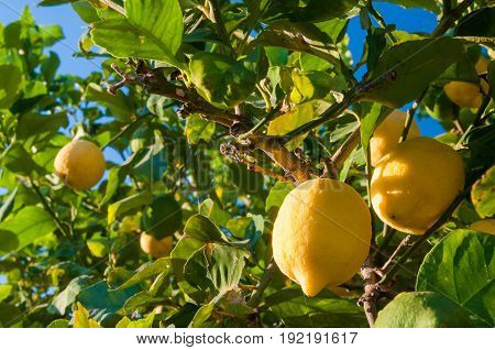 Lemons On Tree