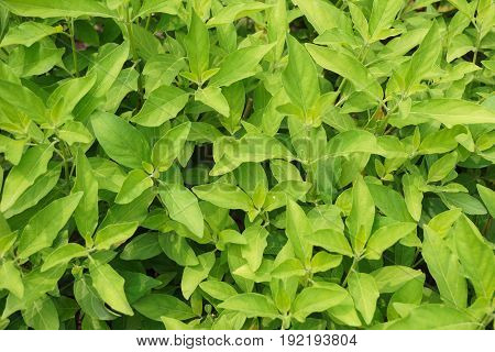 fresh green Rhinacanthus nasutus leaves in nature garden
