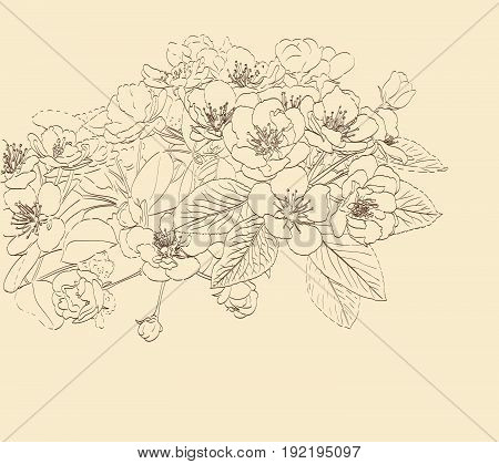 blossoming pear tree flowers line art hand drawing. spring stylish background with flower outline. vector