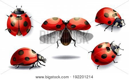 Set Of Red Ladybug Isolated On White. Vector Illustration