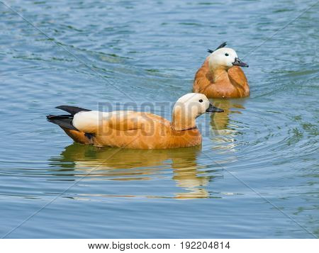 Male and defocused female Ruddy shelduck Tadorna ferruginea swimming close-up portrait selective focus shallow DOF.