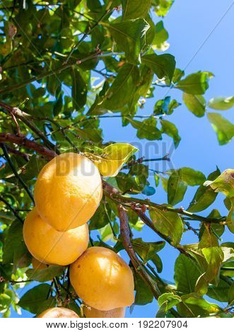 Lemons On Tree