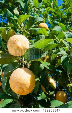 Lemons On Tree