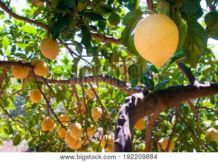 Lemons On Tree