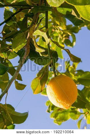 Lemons On Tree