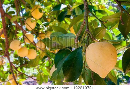 Lemons On Tree