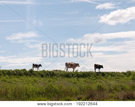 three cows in the distance walking along a path through the countryside grasslad with the sky in the background stunning and peaceful animals in essex england uk