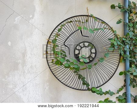 Coatbuttons or Mexican daisy on the wall with the cover of the fan copyspace