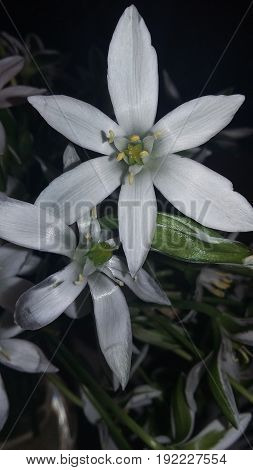 White flower. Spring , fiori bianchi di primavera