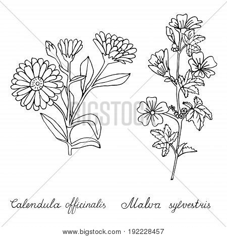 Calendula officinalis and Malva sylvestris hand drawn on white. Object isolated.