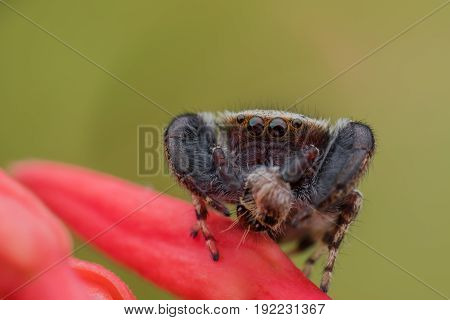 Close up Jumping spider or Rhene flavicomans with prey on Ixora