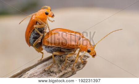 Close up Cucumber or Cucurbit  beetle  mating on dried leaf