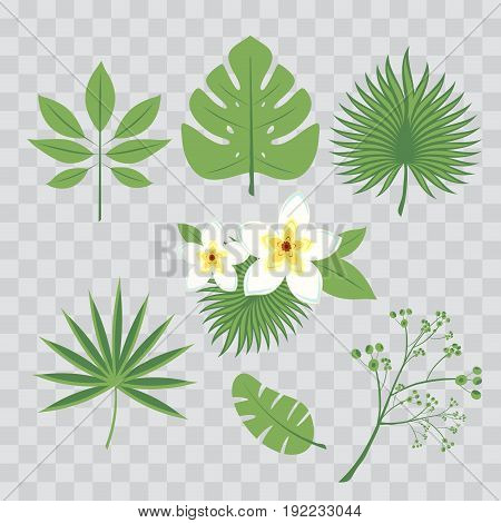 Vector set of tropical leaves. Palm leaf banana leaf hibiscus plumeria flowers. Jungle trees.Botanical floral illustration. Set of vector trendy illustrations isolated on transparent checkered