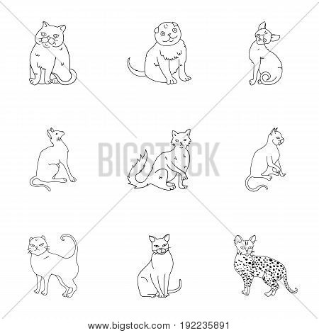 Collection of cats in one picture. Different cats in one picture. Cat breeds icon in set collection on outline style vector symbol stock web illustration.