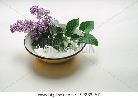 A bouquet of fresh purple lilac in a yellow enameled bowl on white background. Flowers in a vessel with water