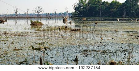 Beautiful artificial lake with with trees and other vegetation around the Neak Pean Temple in Angkor Complex, Siem Reap, Cambodia.