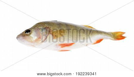 Fresh fish (Scardinius erythrophthalmus) on an isolated white background
