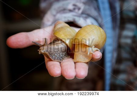 Home snail Achatina in the palm of your hand
