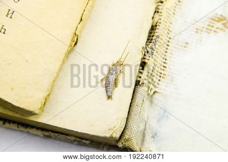 Pest Books And Newspapers. Insect Feeding On Paper - Silverfish