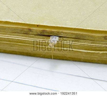Silverfish is crushed by pages of the book. Insect feeding on paper - silverfish. Pest books and newspapers.