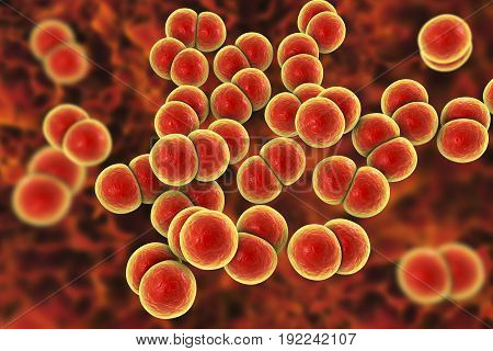Bacteria Neisseria gonorrhoeae, gonoccoccus, diplococci which cause sexually transmitted infection gonorrhoea. 3D illustration