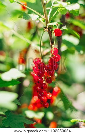 redcurrant collection. collects ripe red currant berries