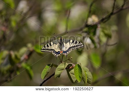 Butterfly mahaon closeup. An insect sitting on a bush against the greenery