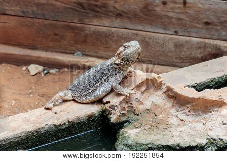 Lizard - Pogona vitticeps - Bearded Agama sits on ground at the Australian Zoo Gan Guru in Kibutz Nir David in Israel