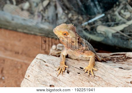 Lizard - Pogona vitticeps - Bearded Agama sits on felled trees at the Australian Zoo Gan Guru in Kibutz Nir David in Israel