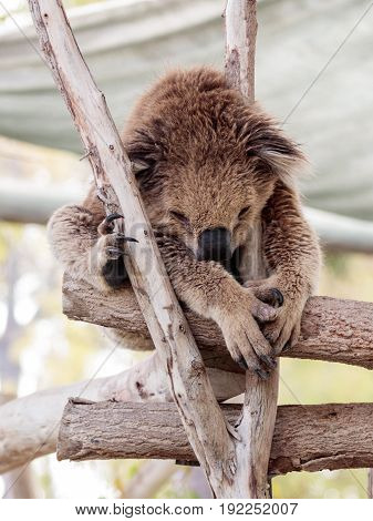 Koala sleeps on felled trees in Gan Guru kangaroo park in Kibutz Nir David in Israel