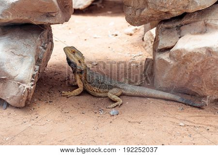 Lizard - Pogona vitticeps - Bearded Agama sits on ground at the Australian Zoo Gan Guru in Kibutz Nir David in Israel