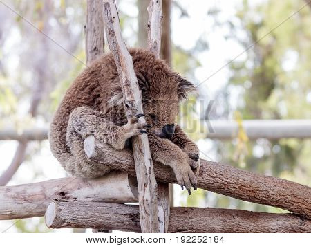 Koala sleeps on felled trees in Gan Guru kangaroo park in Kibutz Nir David in Israel