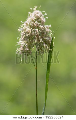 Cock's-foot (Dactylis glomerata) grass in flower. Coarse grass in the family Poaceae with pollen-producing stamens in a British meadow
