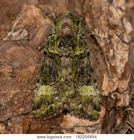 Green arches (Anaplectoides prasina) moth. Camouflaged woodland insect in the family Noctuidae locally distributed in the UK